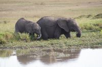 191 Durstige Gesellschaft