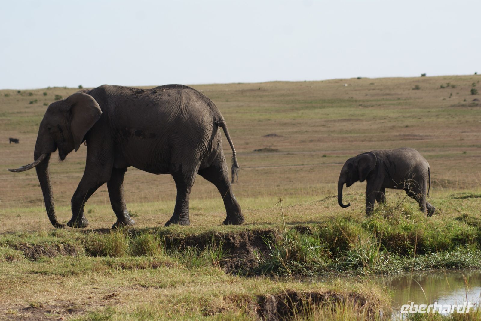 193 Elefanten in der Masai Mara