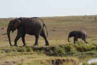 193 Elefanten in der Masai Mara