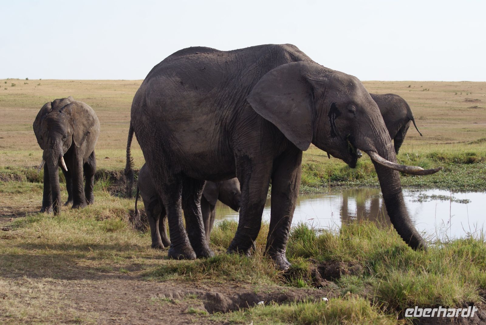 194 Elefanten in der Masai Mara