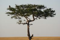 211 Masai Mara mit Adler