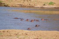 216 Hippo Pool