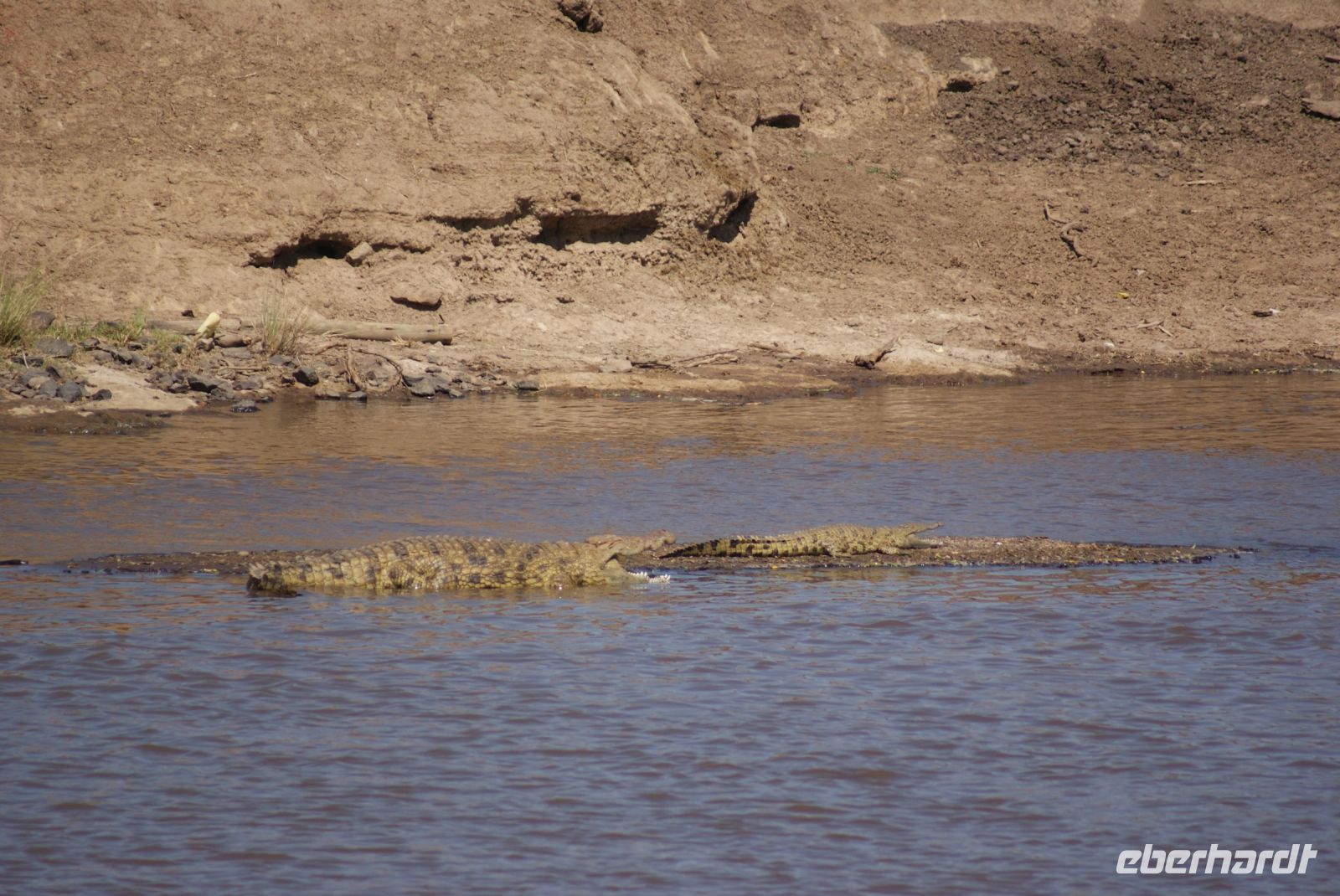 225 Krokodile im Mara Fluss