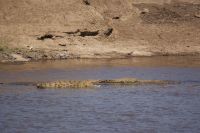 225 Krokodile im Mara Fluss