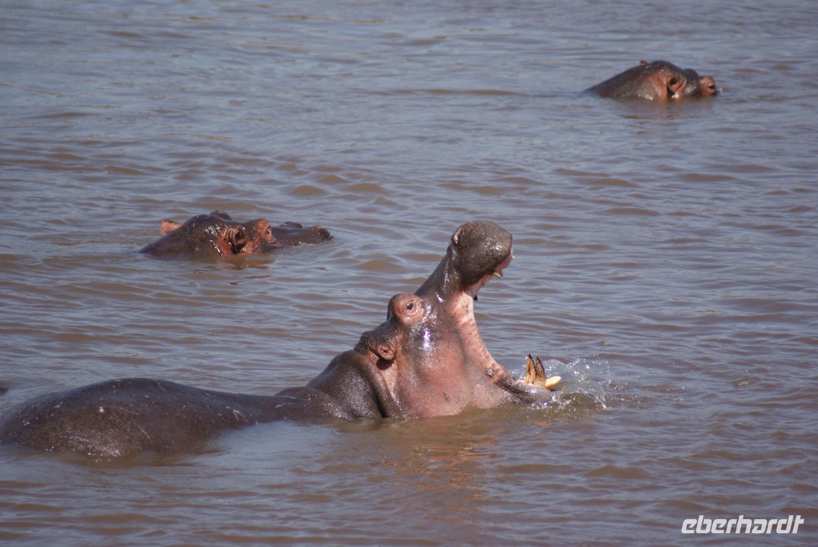 226 Hippo im Mara Fluss