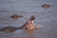 226 Hippo im Mara Fluss