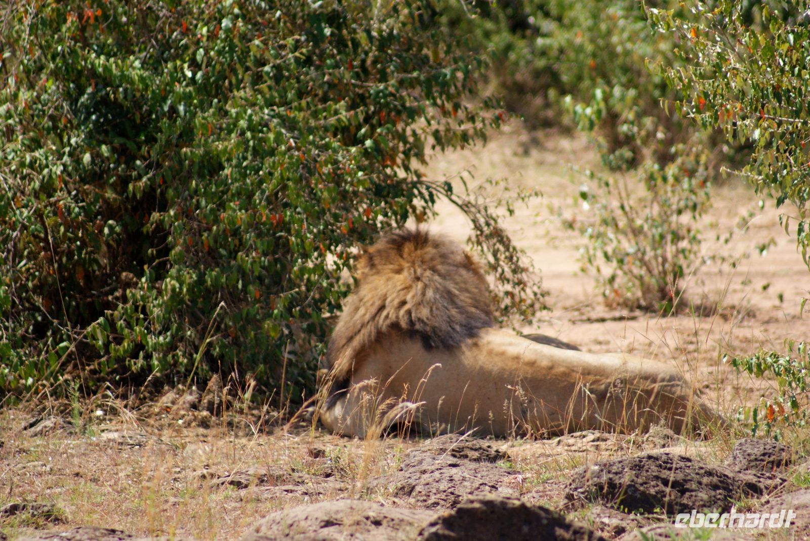 227 Löwe hat keine Lust auf uns