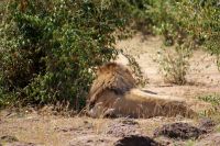 227 Löwe hat keine Lust auf uns