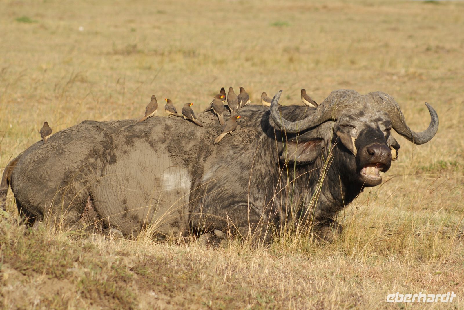 234 Büffel mit Madenhackern