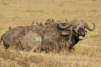 234 Büffel mit Madenhackern