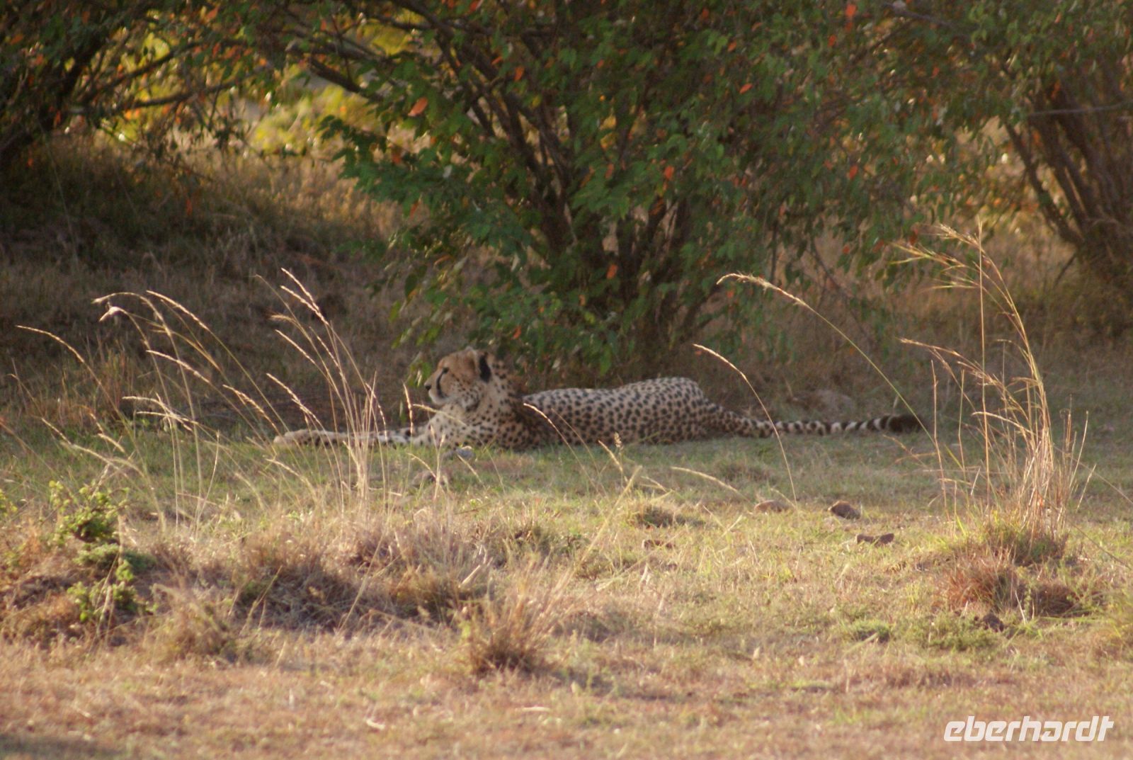 236 Gepard Masai Mara