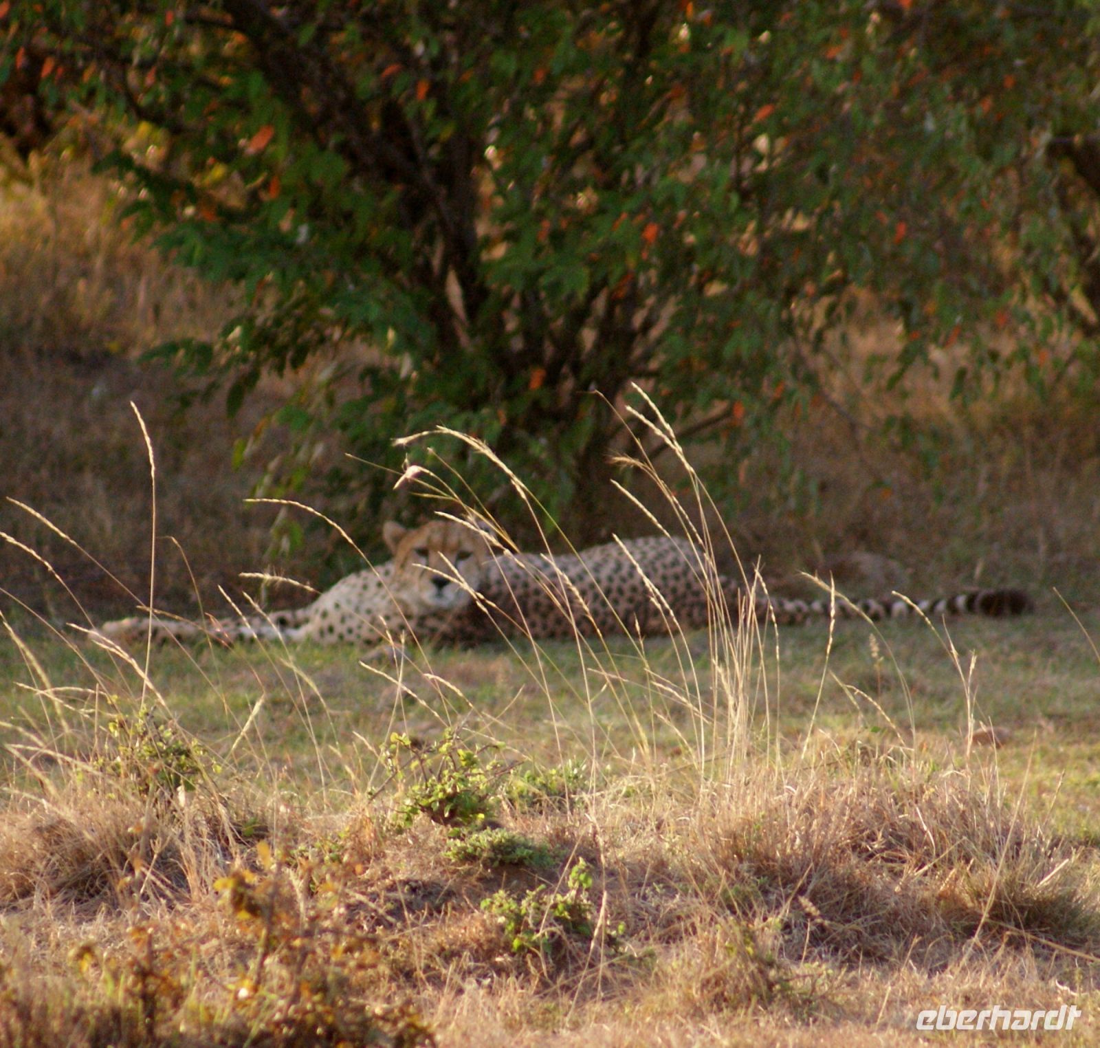 237 Gepard Masai Mara