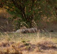 237 Gepard Masai Mara