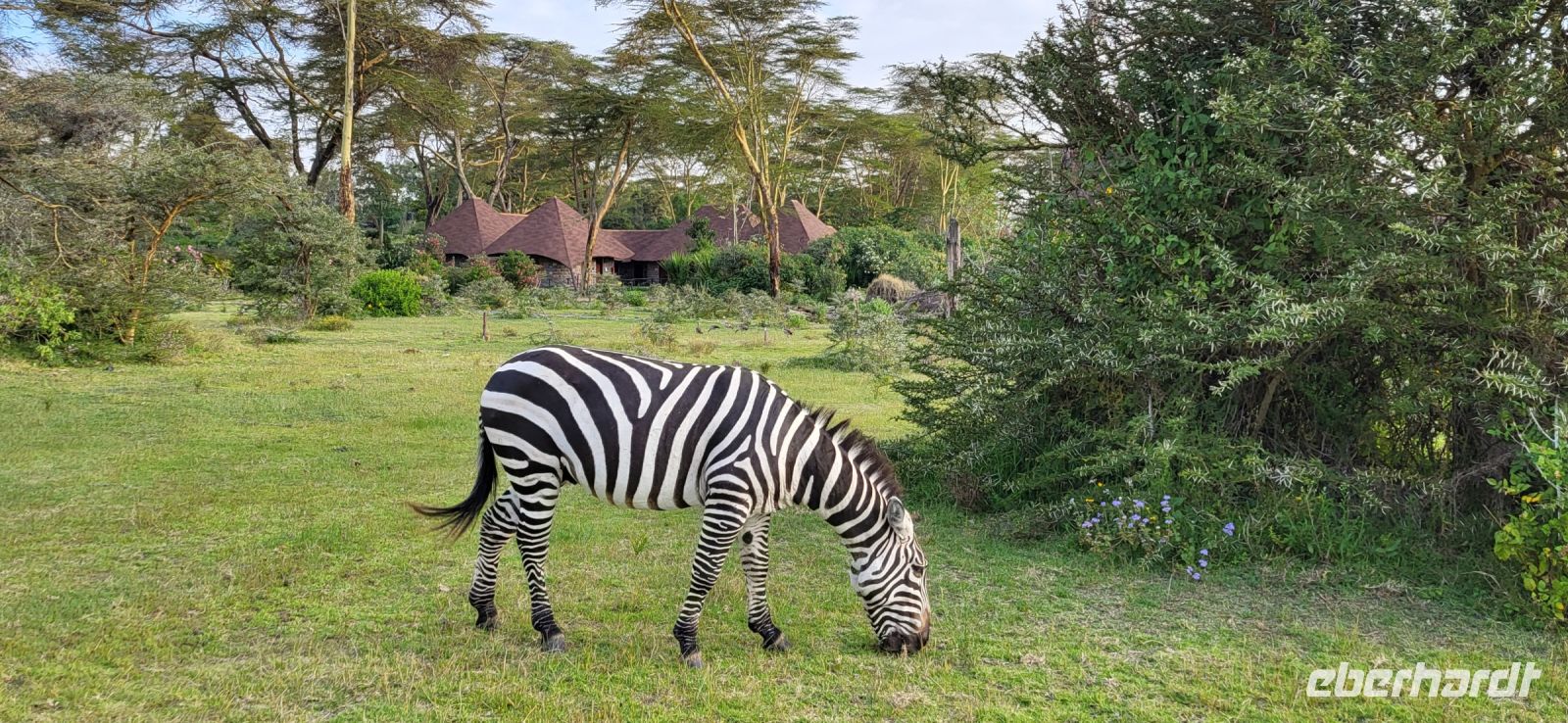 238 Zebra @ Lake Naivasha Sopa Lodge