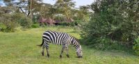 238 Zebra @ Lake Naivasha Sopa Lodge