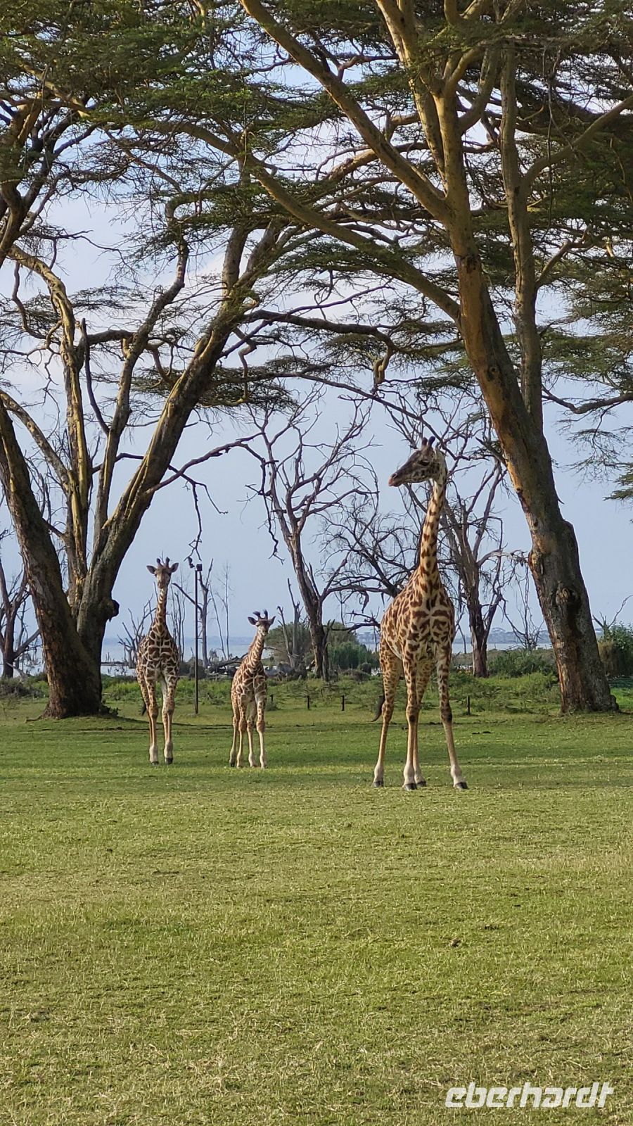 239 Giraffenfamilie am Lake Naivasha