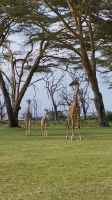 239 Giraffenfamilie am Lake Naivasha