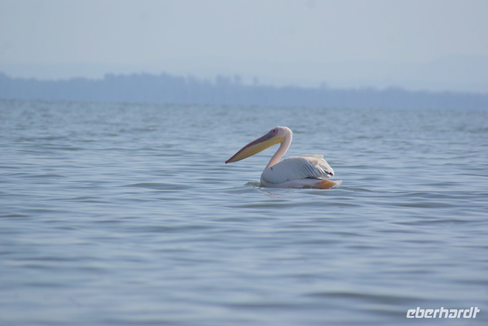 248 Pelikan Lake Naivasha