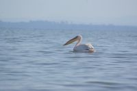 248 Pelikan Lake Naivasha