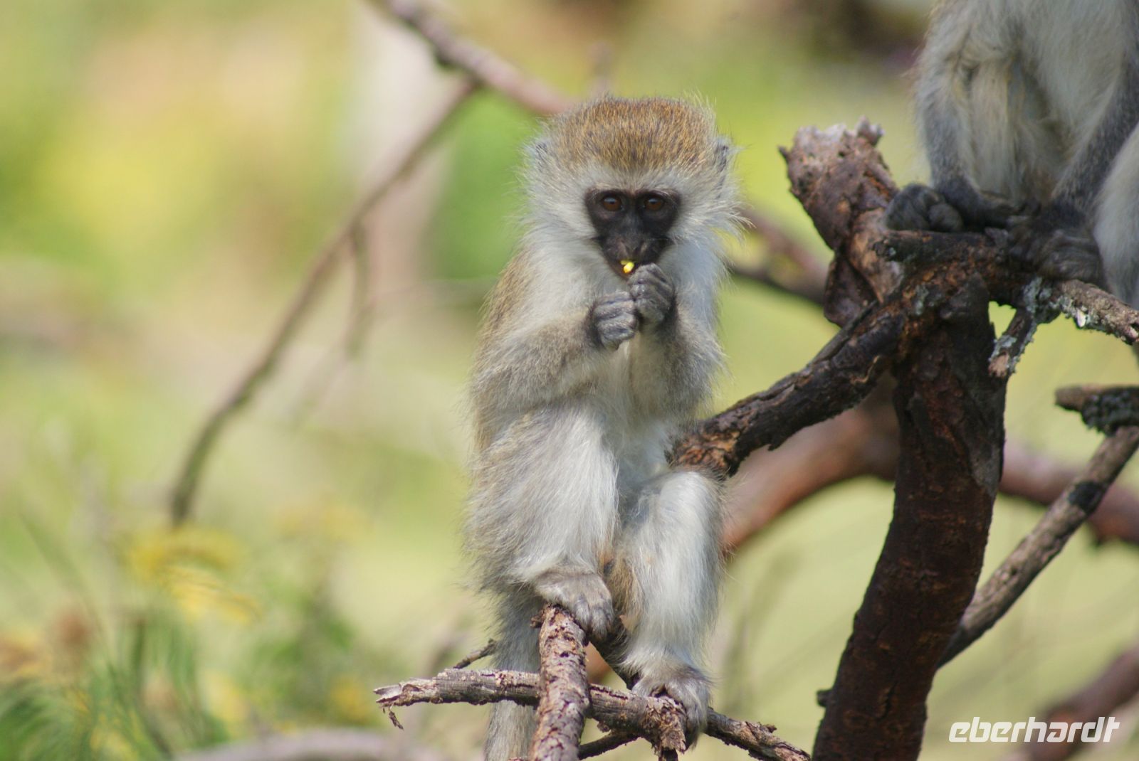 267 Meerkatzen auf Crescent Island