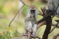 267 Meerkatzen auf Crescent Island