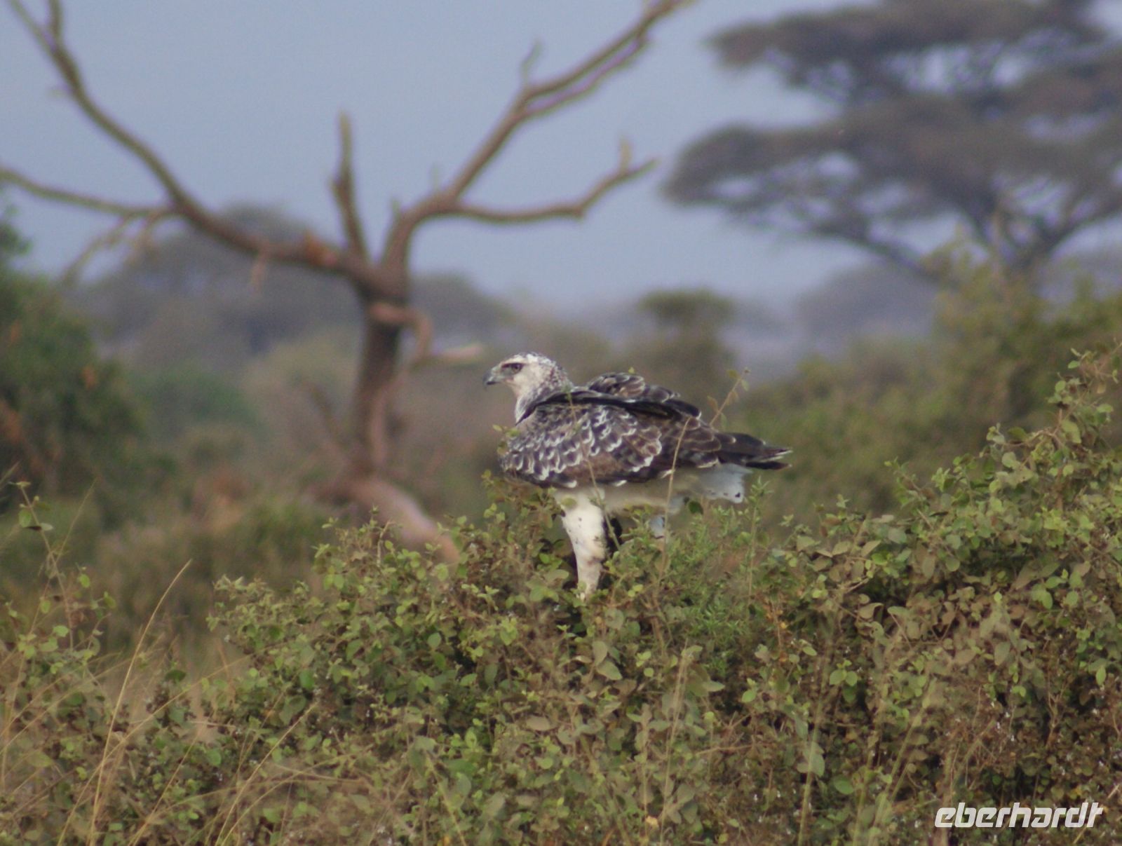 280 Adler im Amboseli NP