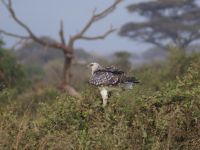 280 Adler im Amboseli NP