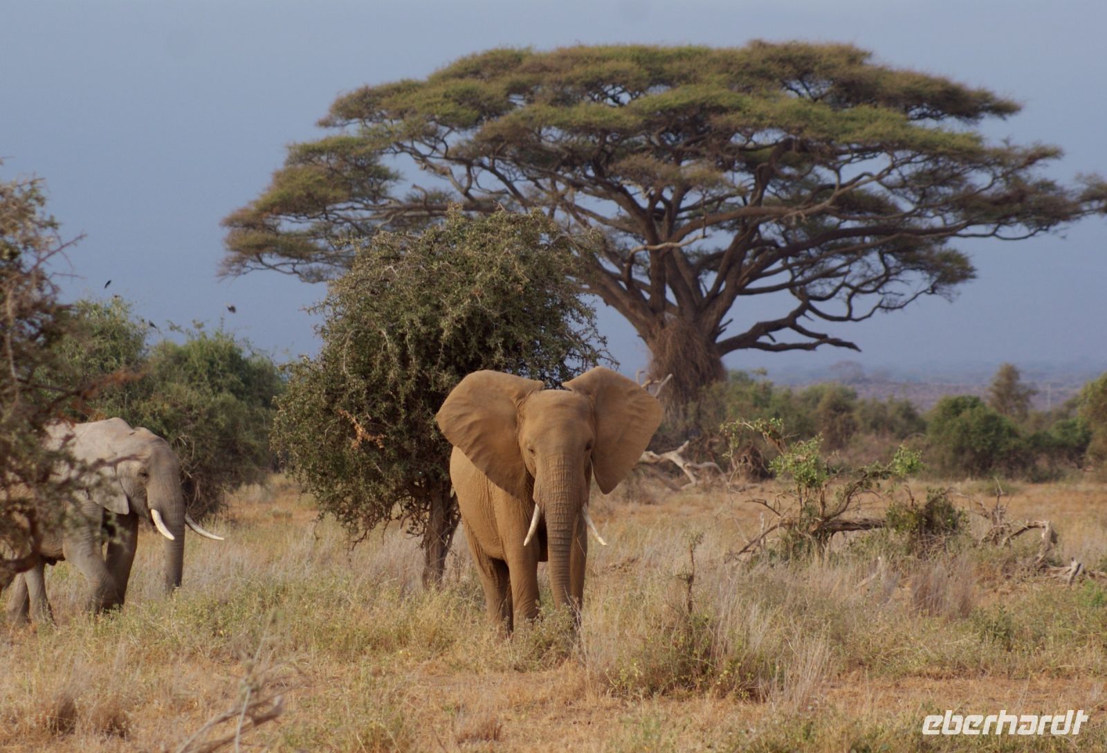 281 Elefanten im Amboseli NP