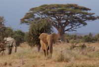281 Elefanten im Amboseli NP
