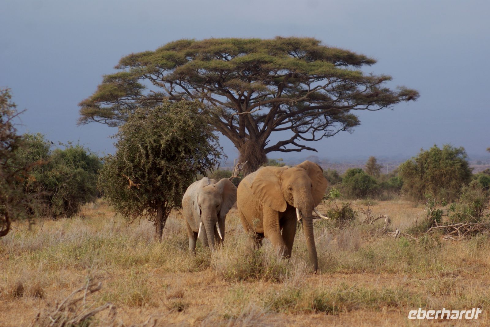 282 Elefanten im Amboseli NP