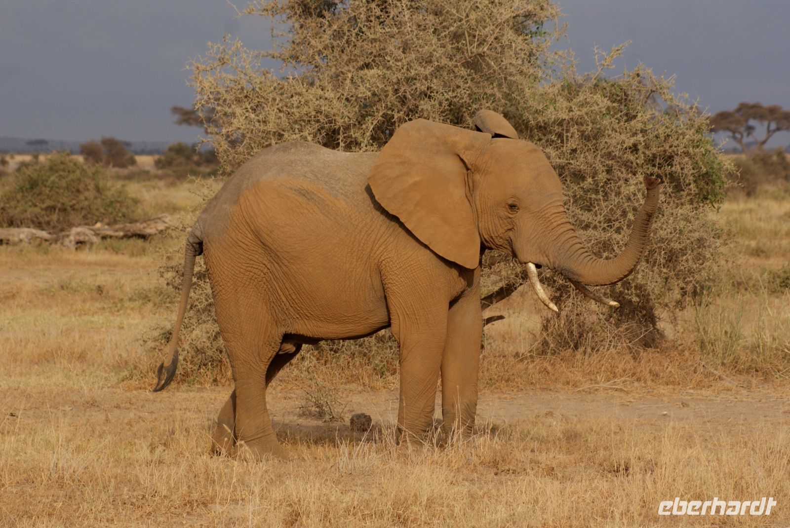 283  Elefanten im Amboseli NP