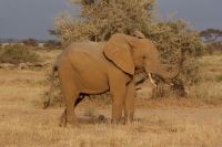 283  Elefanten im Amboseli NP