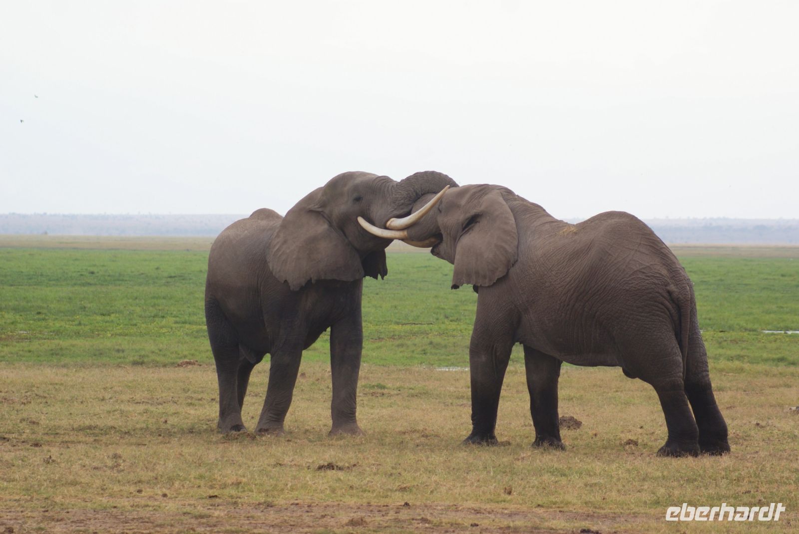 292 Elefanten im Amboseli NP