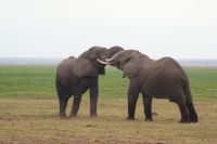 292 Elefanten im Amboseli NP