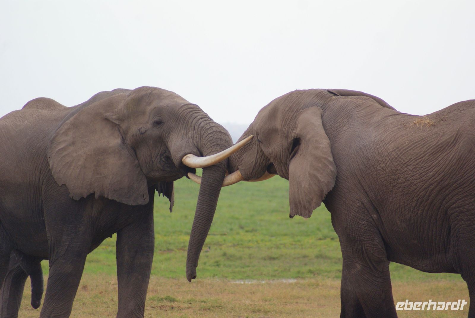 293 Elefanten im Amboseli NP