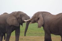 293 Elefanten im Amboseli NP