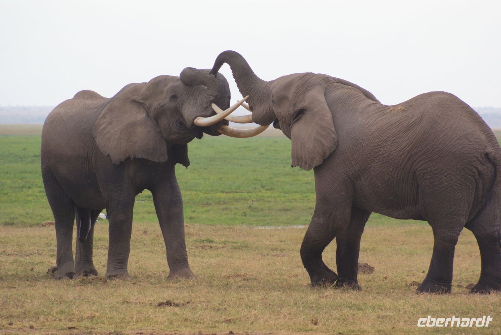 294  Elefanten im Amboseli NP