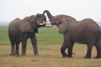 294  Elefanten im Amboseli NP