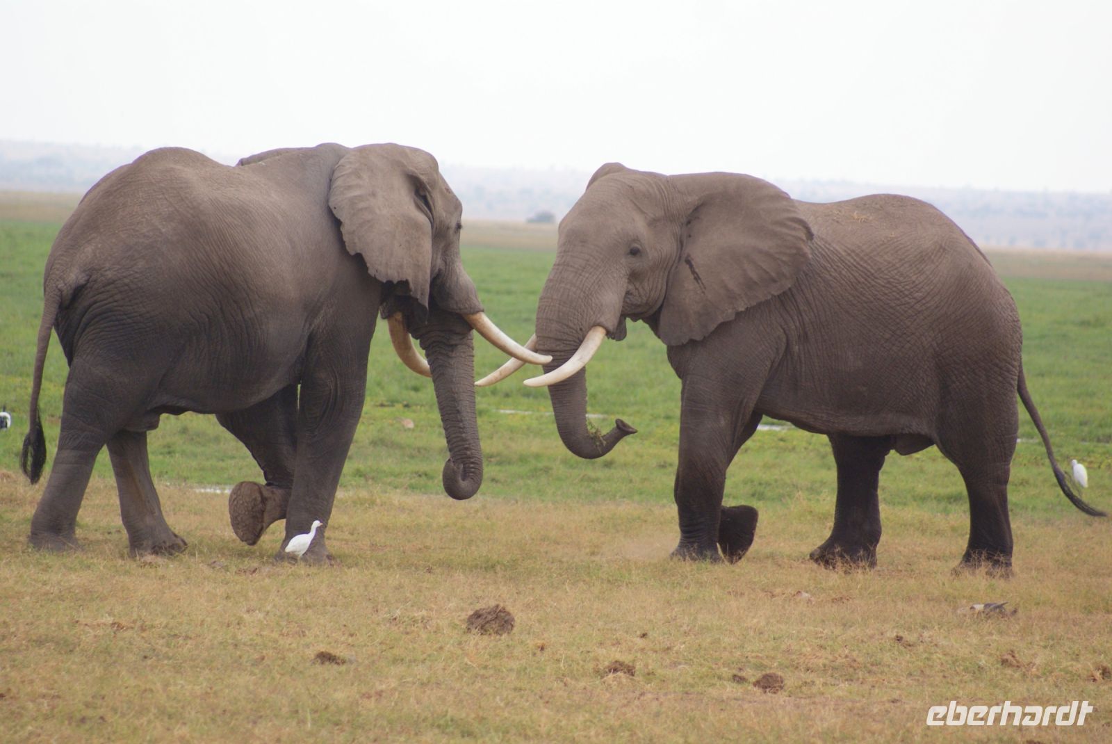 295 Elefanten im Amboseli NP