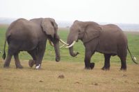 295 Elefanten im Amboseli NP