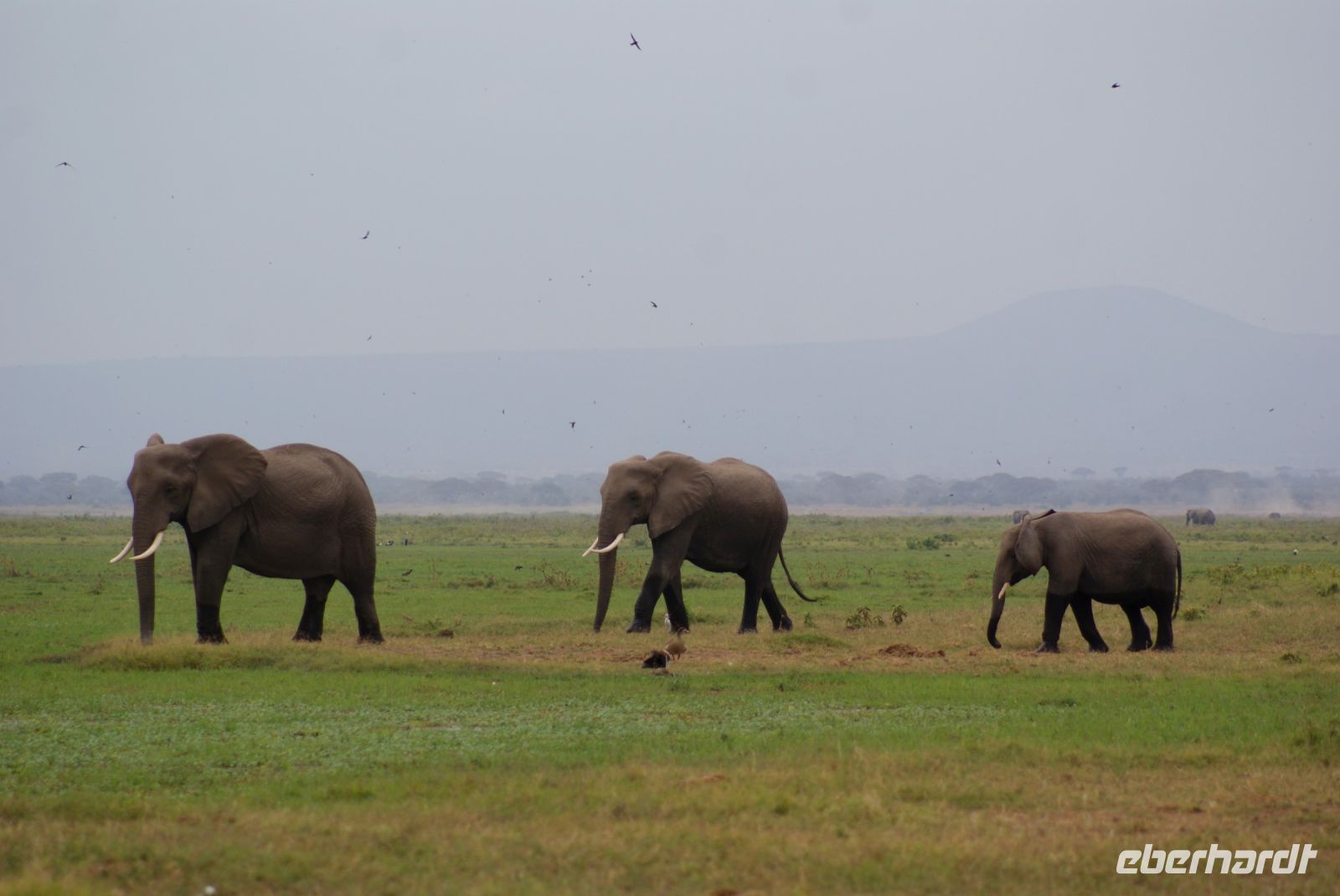 296  Elefanten im Amboseli NP