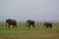 296  Elefanten im Amboseli NP