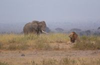 297 Elefant und Löwe