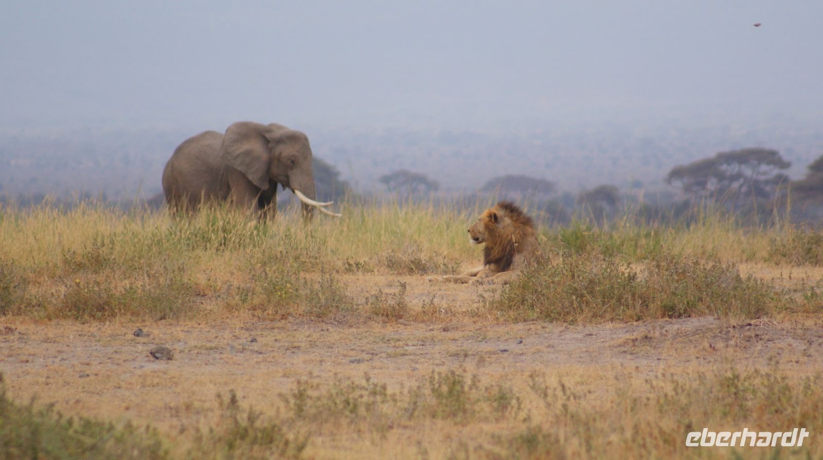 298  Elefant und Löwe