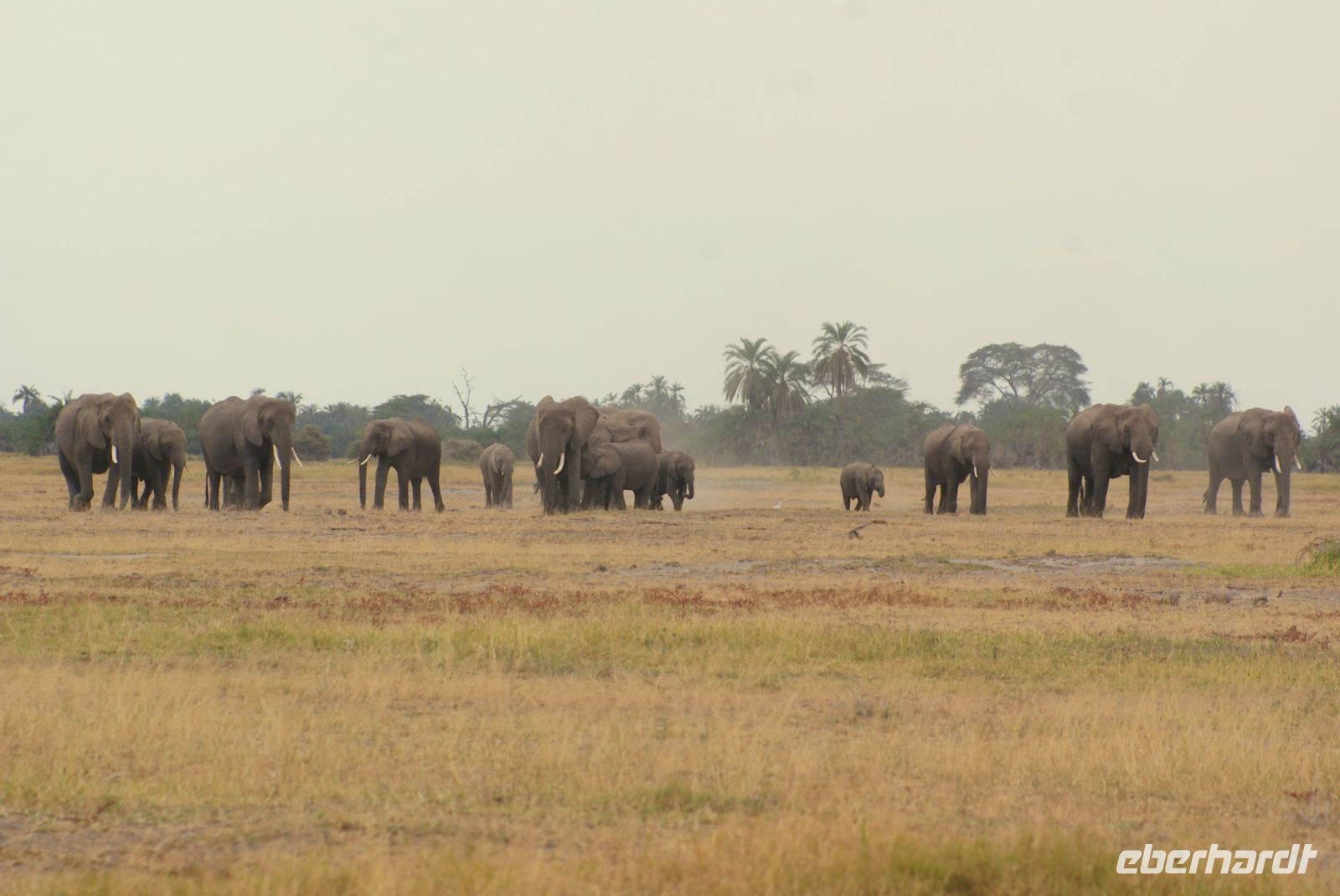 300  Elefanten im Amboseli NP