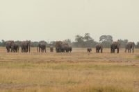 300  Elefanten im Amboseli NP