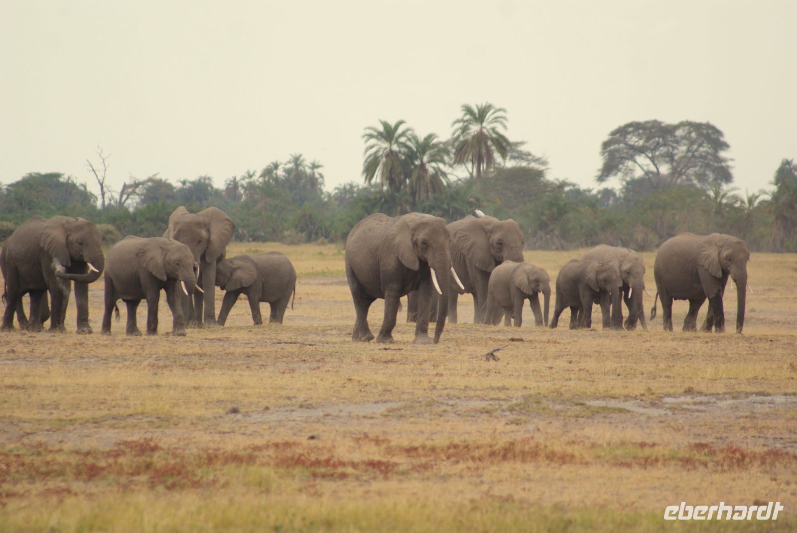 301  Elefanten im Amboseli NP