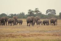 301  Elefanten im Amboseli NP