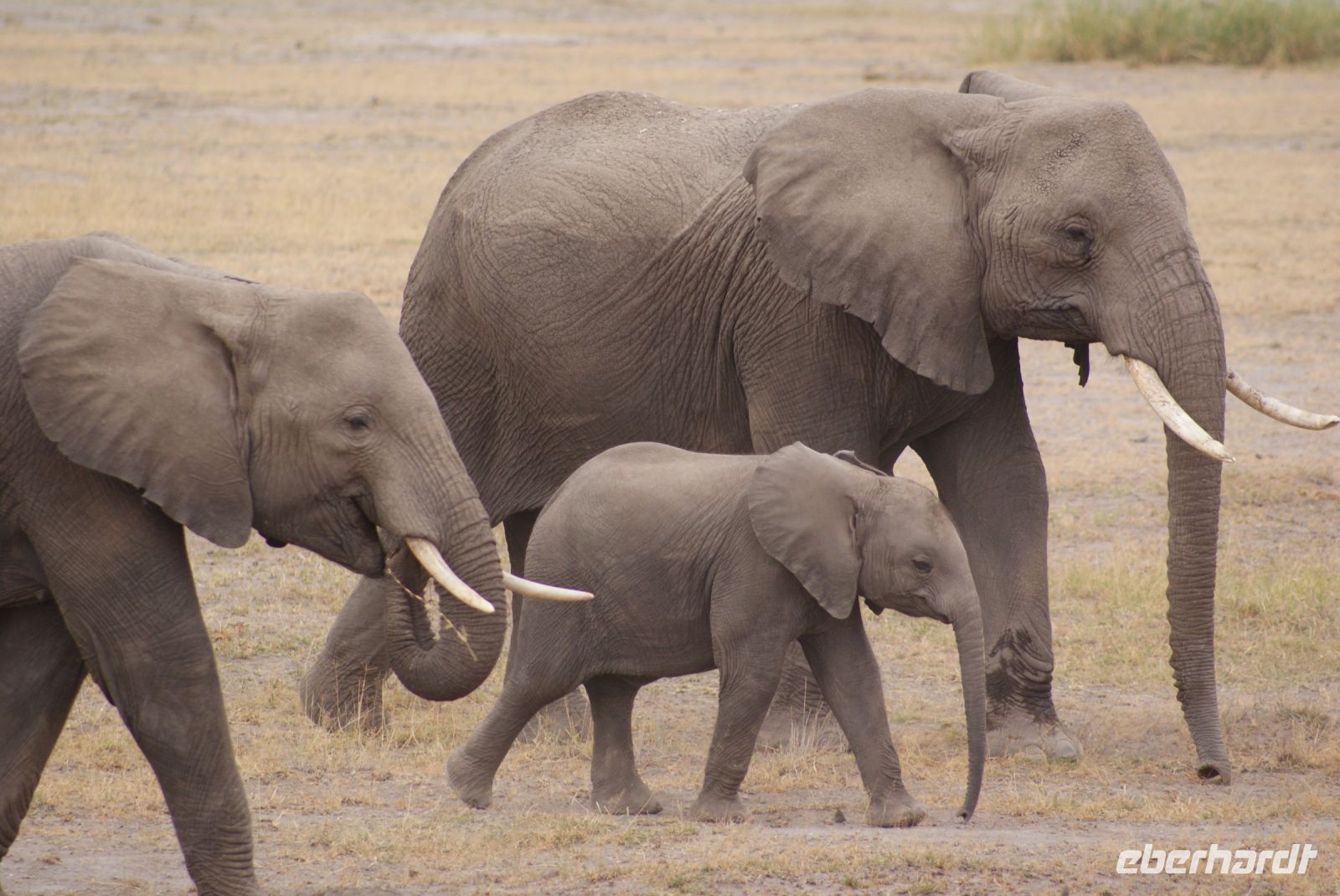 302  Elefanten im Amboseli NP