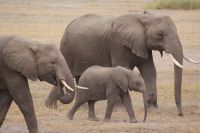 302  Elefanten im Amboseli NP